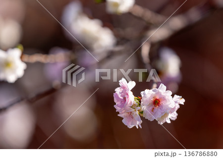 埼玉県川越市小仙波町　天台宗別格本山中院　境内の冬桜（十月桜）クローズアップ 136786880