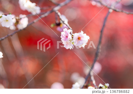 埼玉県川越市小仙波町　天台宗別格本山中院　境内の冬桜（十月桜）クローズアップ 136786882