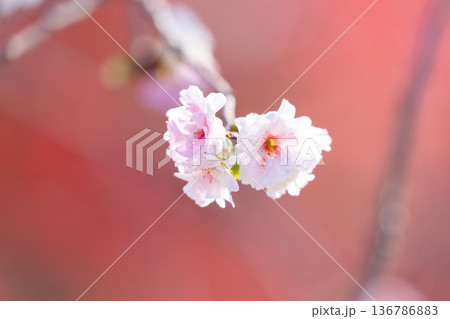 埼玉県川越市小仙波町　天台宗別格本山中院　境内の冬桜（十月桜）クローズアップ 136786883