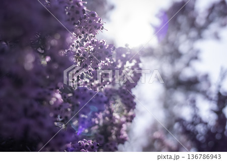 ジャノメエリカの花 136786943