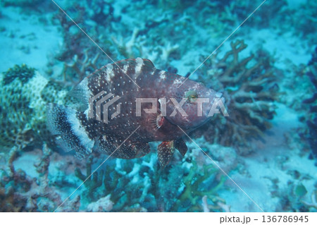 泳ぐアカテンモチノウオ サイケ 水中写真 泳ぐアカテンモチノウオ サイケ 水中写真 136786945