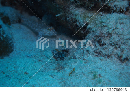 珊瑚礁下のオシャレカクレエビ 水中写真 珊瑚礁下のオシャレカクレエビ 水中写真 136786948