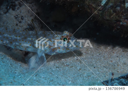 珊瑚礁下のツマグロサンカクハゼ　水中写真 136786949