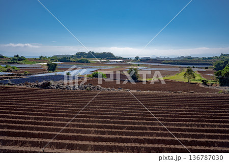 長島町のジャガイモ畑の風景(出水市) 長島町のジャガイモ畑の風景(出水市) 136787030