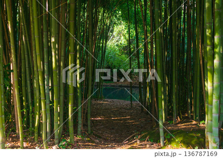 path to the river in a tropical bamboo grove path to the river in a tropical bamboo grove 136787169