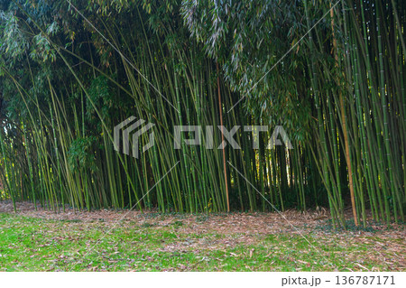 nature landscape, edge of bamboo forest nature landscape, edge of bamboo forest 136787171
