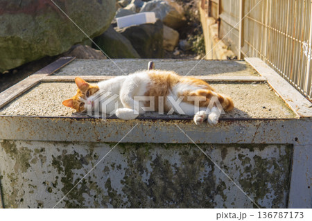 ginger cat is resting on a concrete block outside ginger cat is resting on a concrete block outside 136787173