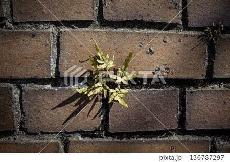 レンガの壁に生えた植物 レンガの壁に生えた植物 136787297