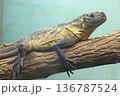 セレベスホカゲトカゲ セレベスホカゲトカゲ 136787524