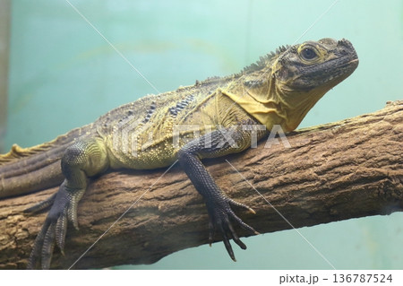 セレベスホカゲトカゲ 136787524