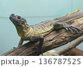 セレベスホカゲトカゲ セレベスホカゲトカゲ 136787525