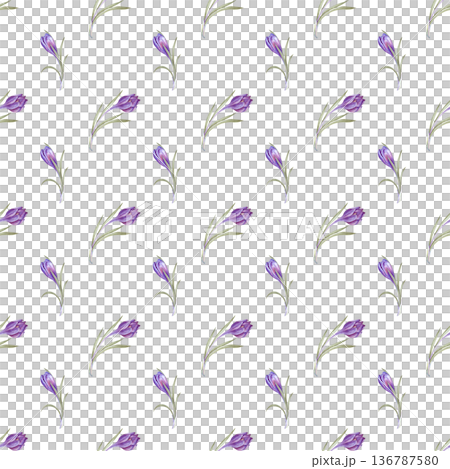 Seamless pattern with purple crocuses on an isolated background. Botanical watercolor illustration with spring primroses. A delicate seamless floral background for decorating the themes of spring and 136787580