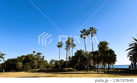 ヤシの木が映える青空の海辺 | 夏の日本のビーチ絶景 136787640