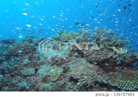 珊瑚礁に群れるスズメダイ、クマノミ 水中写真 珊瑚礁に群れるスズメダイ、クマノミ 水中写真 136787803