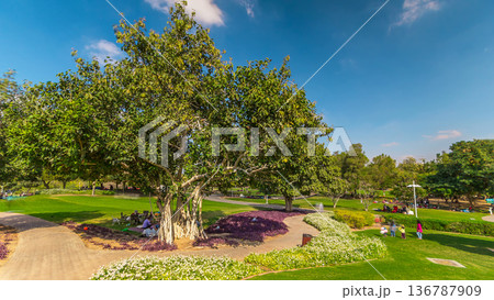 Alley with green lawn and trees at Dubai Creek park timelapse. Dubai, United Arab Emirates 136787909