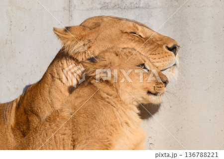 母に頬ずりするライオンの子 136788221