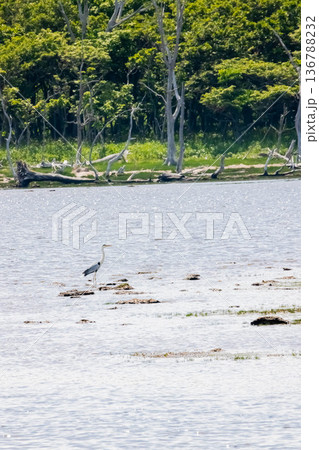 アオサギ アオサギ 136788232