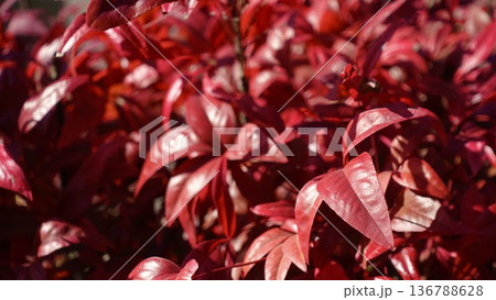 真っ赤に紅葉したオタフクナンテンの葉 真っ赤に紅葉したオタフクナンテンの葉 136788628