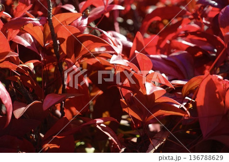 真っ赤に紅葉したオタフクナンテンの葉 136788629