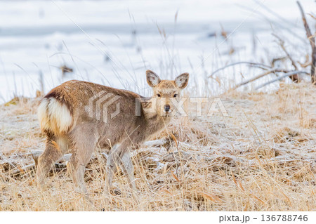 エゾシカ 136788746