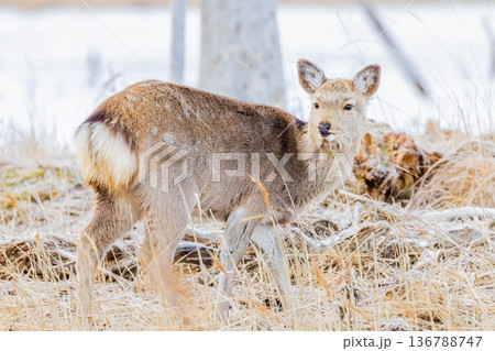 エゾシカ エゾシカ 136788747