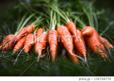 Carrots with leafy tops arranged symmetrically on grass Carrots with leafy tops arranged symmetrically on grass 136788776