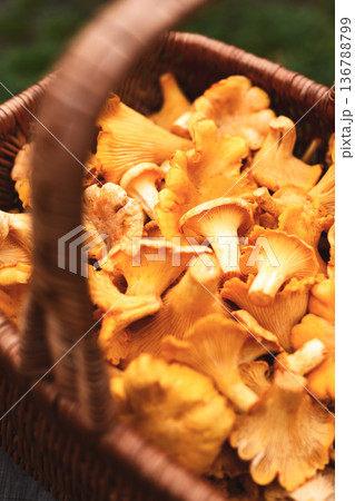 Fresh chanterelles in a wicker basket Fresh chanterelles in a wicker basket 136788799
