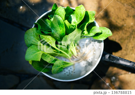 Fresh green spinach leaves placed in a metal colander outdoor 136788815