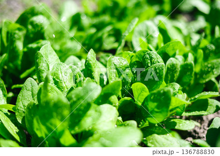 Fresh young spinach leaves growing in sunny vegetable garden bed 136788830