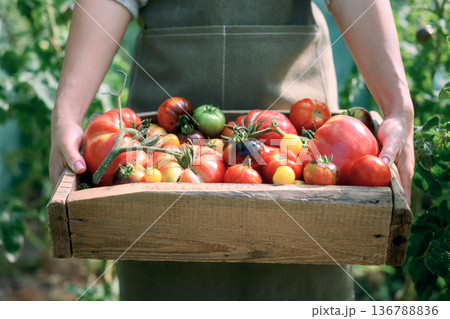 Hands holding wooden crate filled with ripe tomatoes Hands holding wooden crate filled with ripe tomatoes 136788836