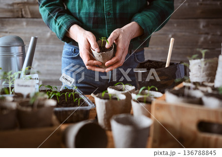 Male hands holding young pepper plant in peat pot Male hands holding young pepper plant in peat pot 136788845