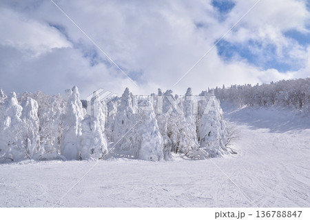 冬　樹氷　山形　蔵王温泉スキー場 136788847