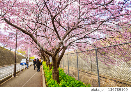 神奈川県　三浦海岸桜まつり　河津桜　京急線沿い 136789109