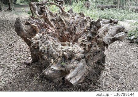 In a state of natural decay, this tree stump reveals the intricate textures of a life once lived. In a state of natural decay, this tree stump reveals the intricate textures of a life once lived. 136789144