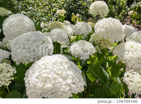 A favorite among gardeners, the elegant Hydrangea arborescens (smooth hydrangea). A favorite among gardeners, the elegant Hydrangea arborescens (smooth hydrangea). 136789146