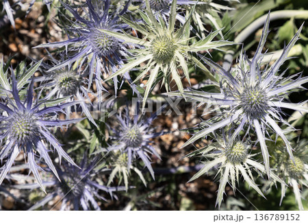 Known colloquially as the blue thistle, Sea Holly is a masterpiece of texture and light. Its striking, architectural forms are bathed in a brilliant violet-blue, creating a cool-toned focal point in 136789152