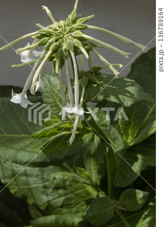 Often called South American tobacco, Nicotiana sylvestris belongs to the same family as the tomato and potato. It is a stately plant defined by broad leaves and elegant. Often called South American tobacco, Nicotiana sylvestris belongs to the same family as the tomato and potato. It is a stately plant defined by broad leaves and elegant. 136789164