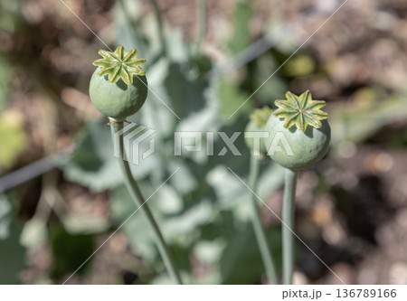 Beyond its striking flowers and iconic seed capsules, the Opium Poppy (Papaver somniferum) carries a complex reputation. 136789166