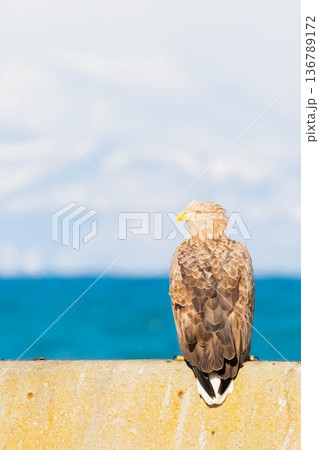 オジロワシ 136789172