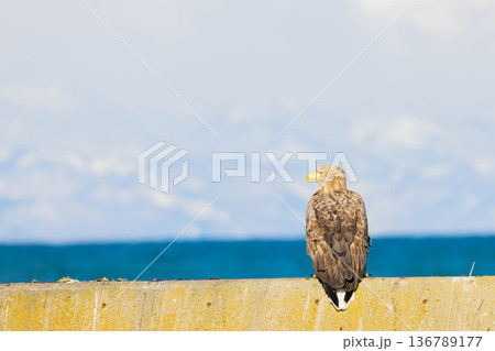 オジロワシ 136789177