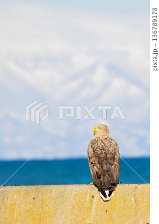 オジロワシ 136789178