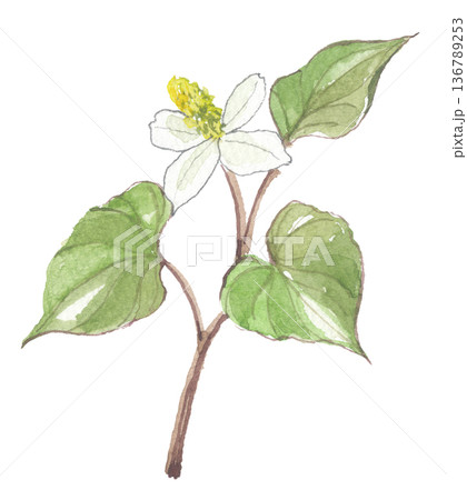 水彩で描いた どくだみ　十薬　じゅうやく 136789253