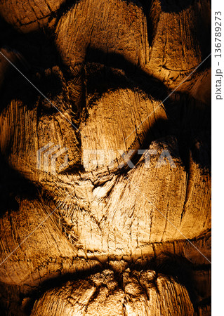 Palm bark texture. Wood texture close-up.Wooden background, in dark tones illuminated from below. 136789273