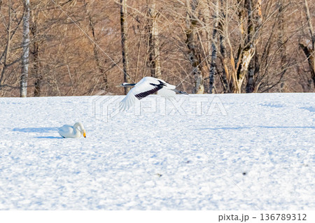 タンチョウとハクチョウ 136789312