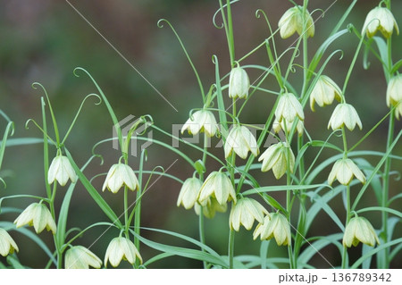 咲き始めた、アミガサユリの花 咲き始めた、アミガサユリの花 136789342