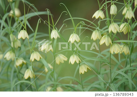 咲き始めた、アミガサユリの花 136789343