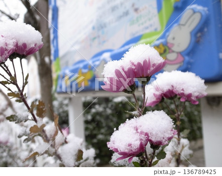 冠雪 冠雪 136789425