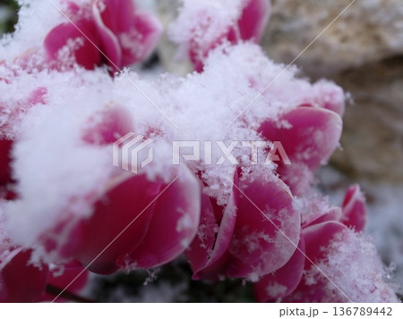 冠雪 冠雪 136789442