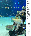 水族館で泳ぐ魚 136789459