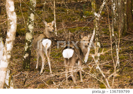 白い尻尾がチャームポイントの鹿の親子 136789799
